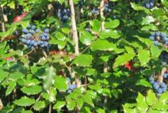 Oregon Grape Root herb
